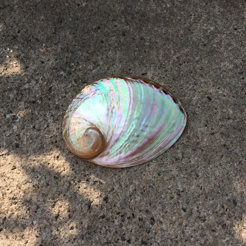 Premium Natural Conch Shell Ornaments - Coastal Home Decoration Collection