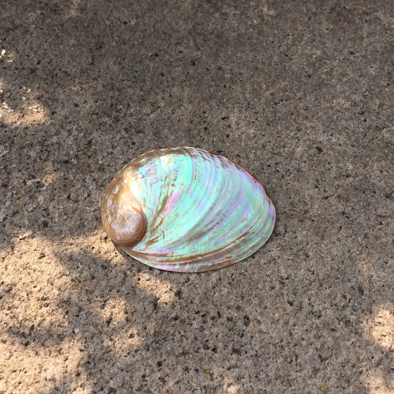 Premium Natural Conch Shell Ornaments - Coastal Home Decoration Collection