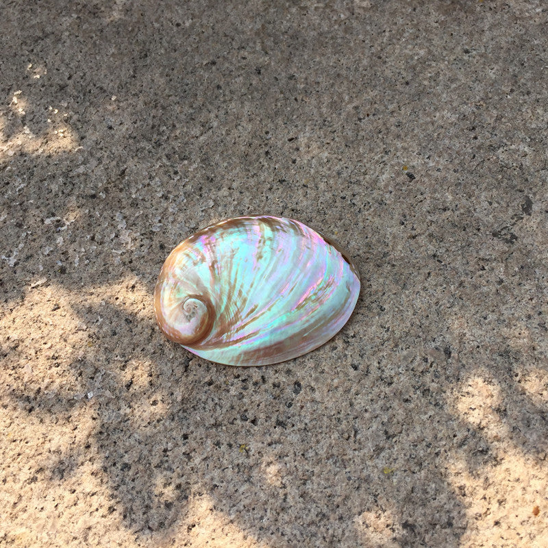 Premium Natural Conch Shell Ornaments - Coastal Home Decoration Collection