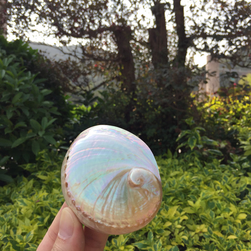 Premium Natural Conch Shell Ornaments - Coastal Home Decoration Collection