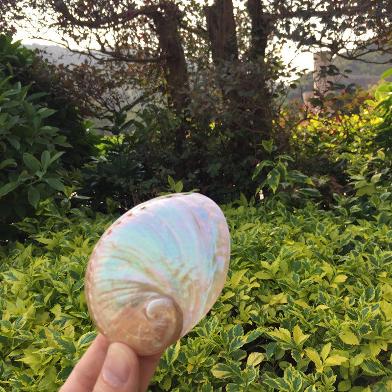 Premium Natural Conch Shell Ornaments - Coastal Home Decoration Collection