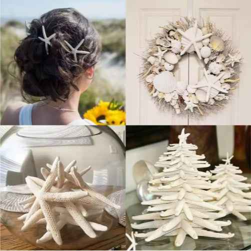 20 PCS Natural Real Starfish - 2-4 Inch & 4-6 Inch for DIY Crafts Wedding Beach - DropOnline.co