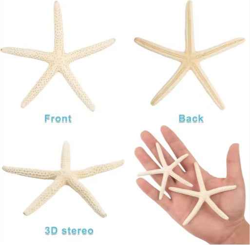 20 PCS Natural Real Starfish - 2-4 Inch & 4-6 Inch for DIY Crafts Wedding Beach - DropOnline.co