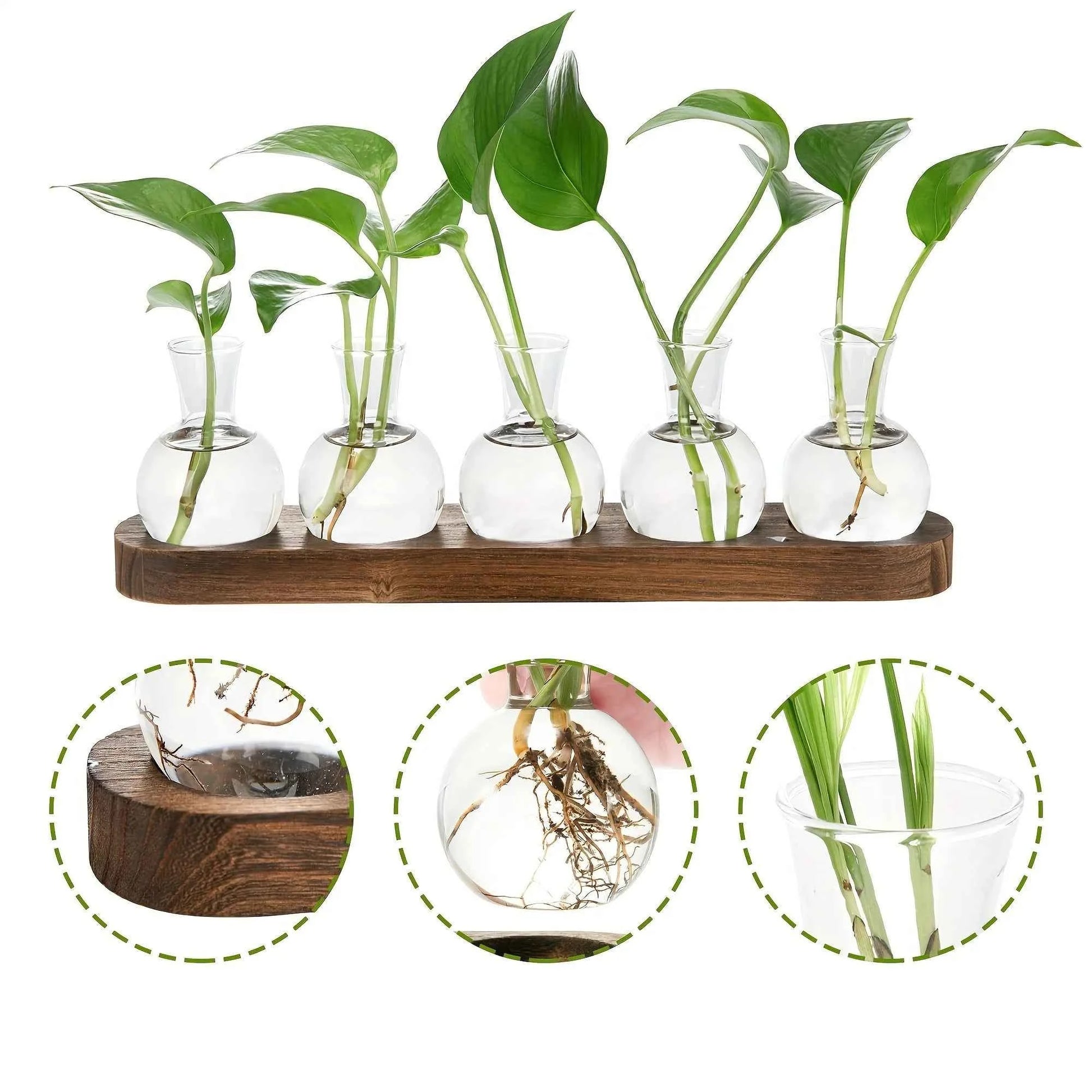 Modern Glass Plant Terrarium with Wooden Tray – Hydroponic Vase for Indoor Propagation Station, Desktop Home Office Decor