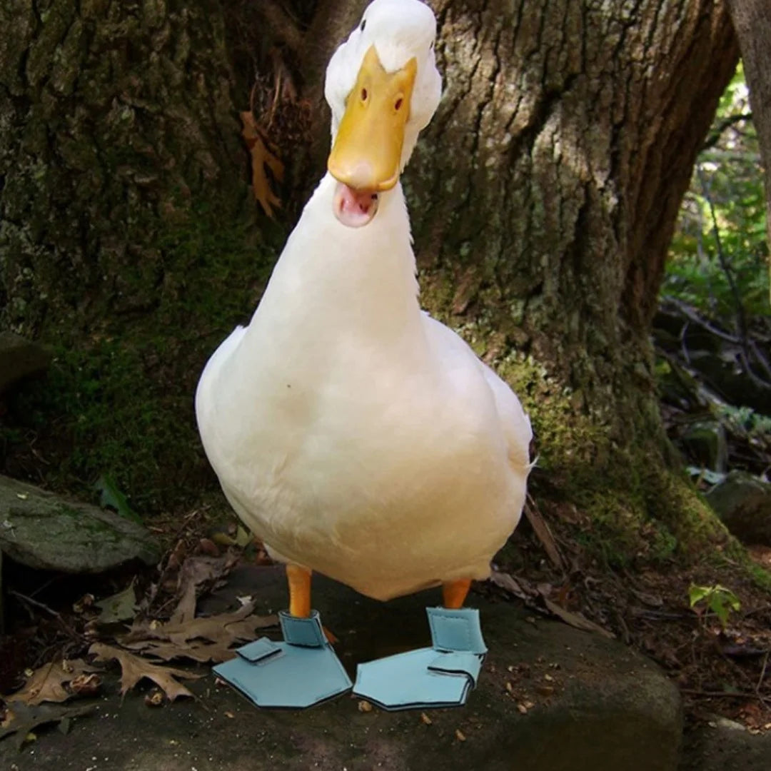 Pet Duck & Bird Protective Boots – Cute Goose Shoes Foot Cover Set