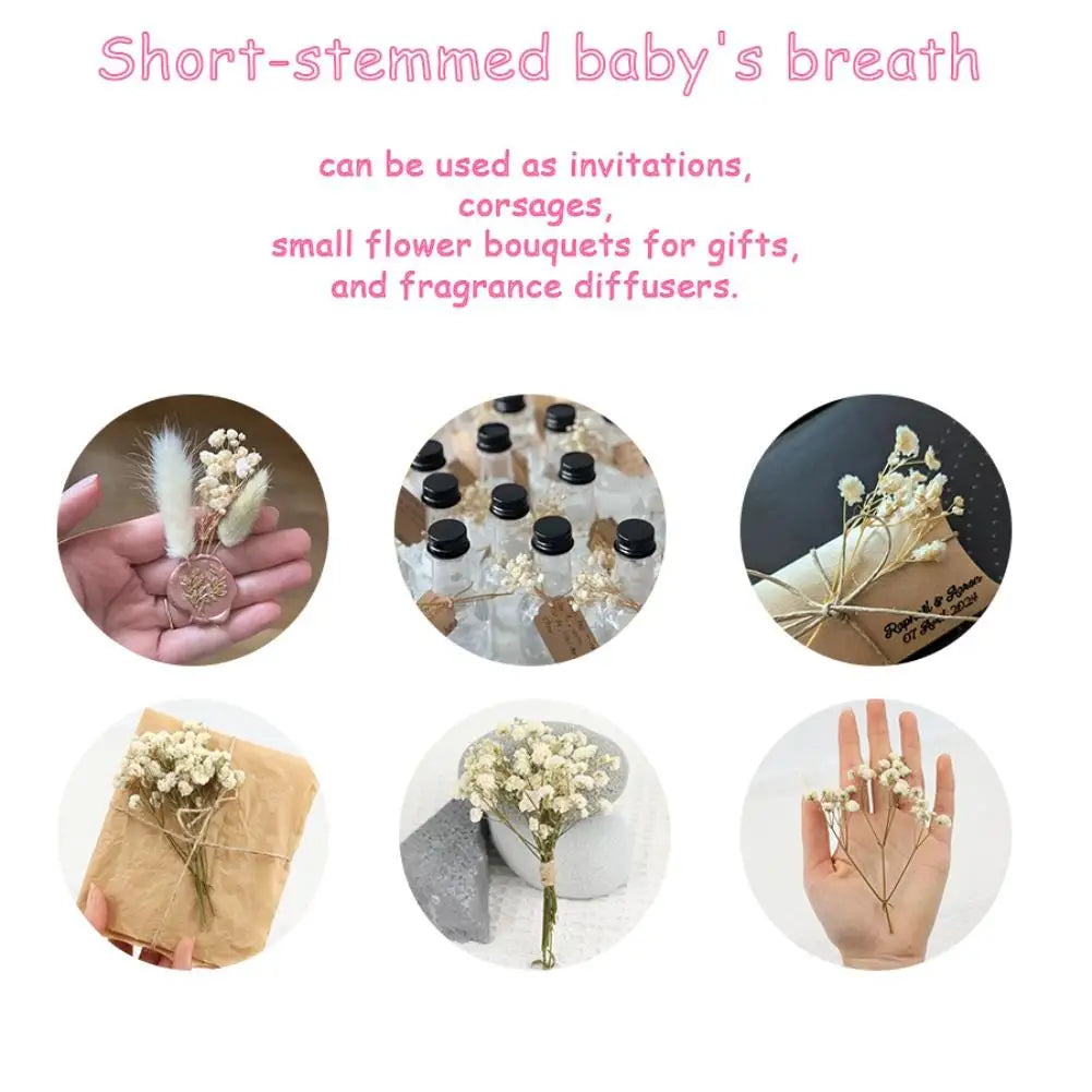 Flower Eternal Dry Flowers Gypsophila Floral Arrangement Dried Flower Creative DIY Home Wedding Decoration Gift 50 Pieces