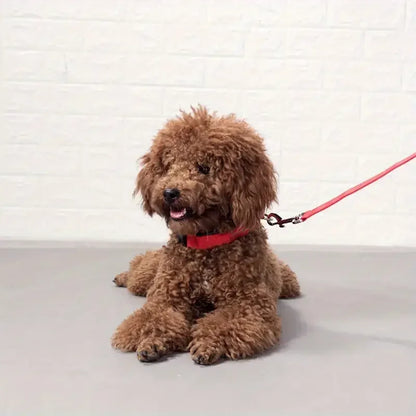 LED Flashing Glow-in-the-Dark Nylon Dog Leash