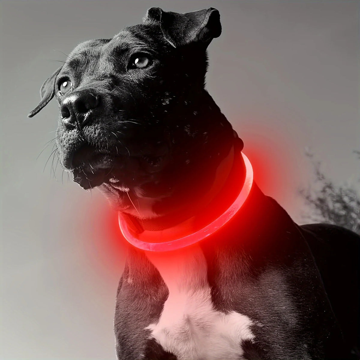 USB Rechargeable LED Light-Up Dog Collar