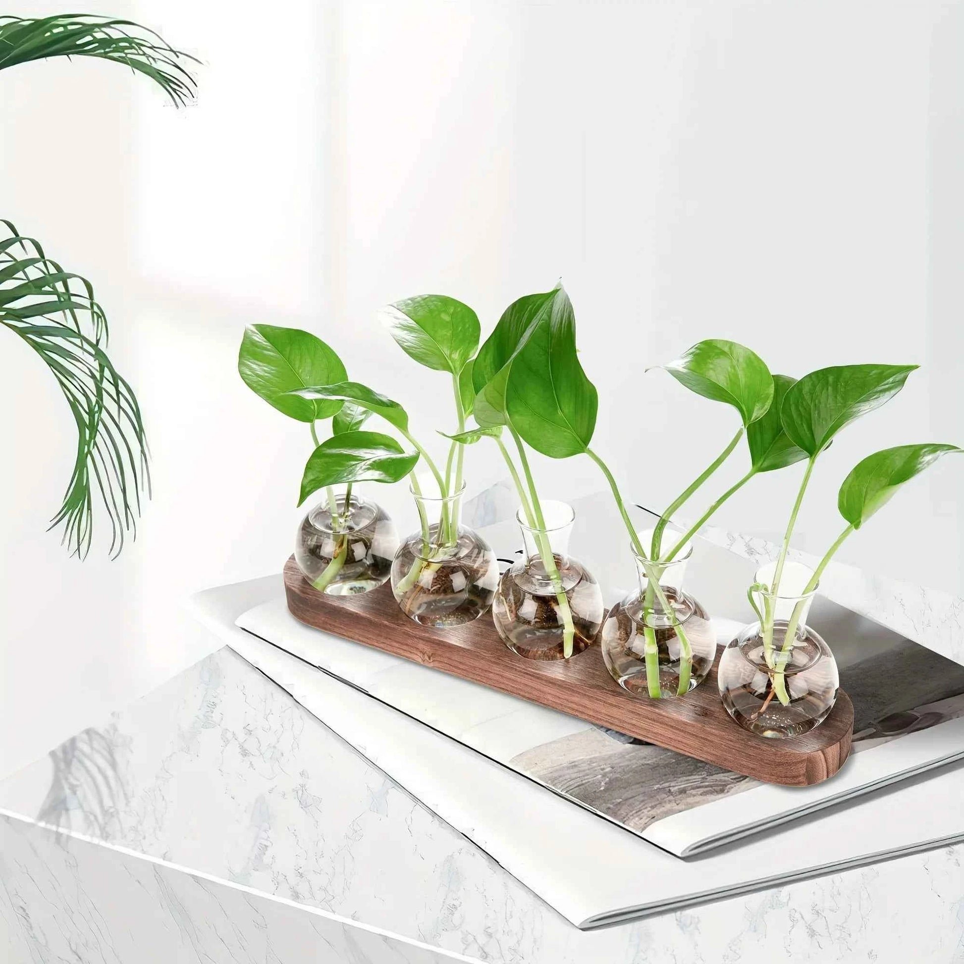 Modern Glass Plant Terrarium with Wooden Tray – Hydroponic Vase for Indoor Propagation Station, Desktop Home Office Decor