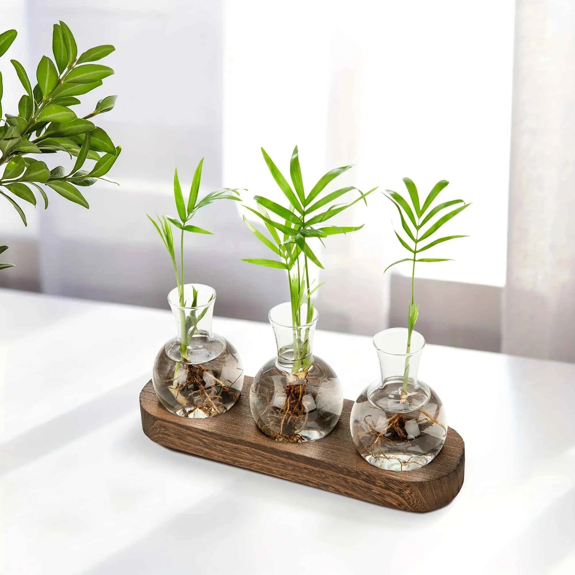 Modern Glass Plant Terrarium with Wooden Tray – Hydroponic Vase for Indoor Propagation Station, Desktop Home Office Decor