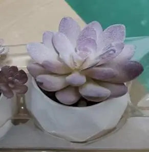 Pink Flocking Artificial Succulents Plants With Pot For Home Garden Decoration Fake Bonsai Flower Planta Artificial Accessories