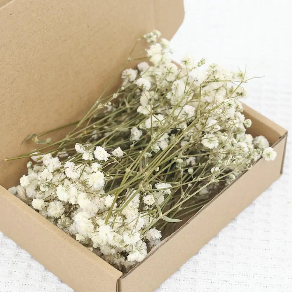 Flower Eternal Dry Flowers Gypsophila Floral Arrangement Dried Flower Creative DIY Home Wedding Decoration Gift 50 Pieces