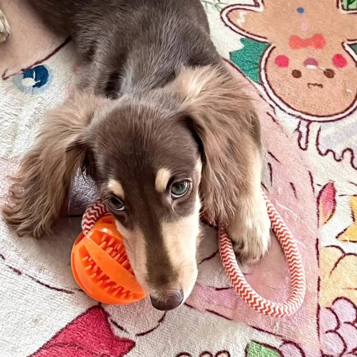 Bite-Resistant Cotton Rope Treat Ball for Dogs