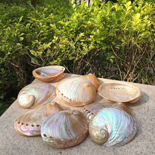 Premium Natural Conch Shell Ornaments - Coastal Home Decoration Collection